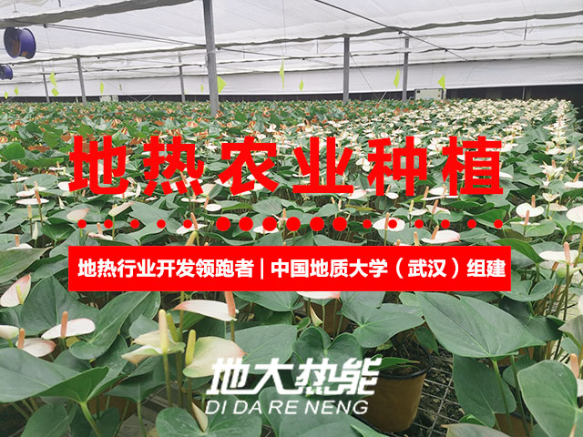 濟(jì)南：“地?zé)崮?農(nóng)業(yè)”產(chǎn)業(yè)融合，讓地?zé)崮苷嬲盁帷逼饋?lái)-地大熱能